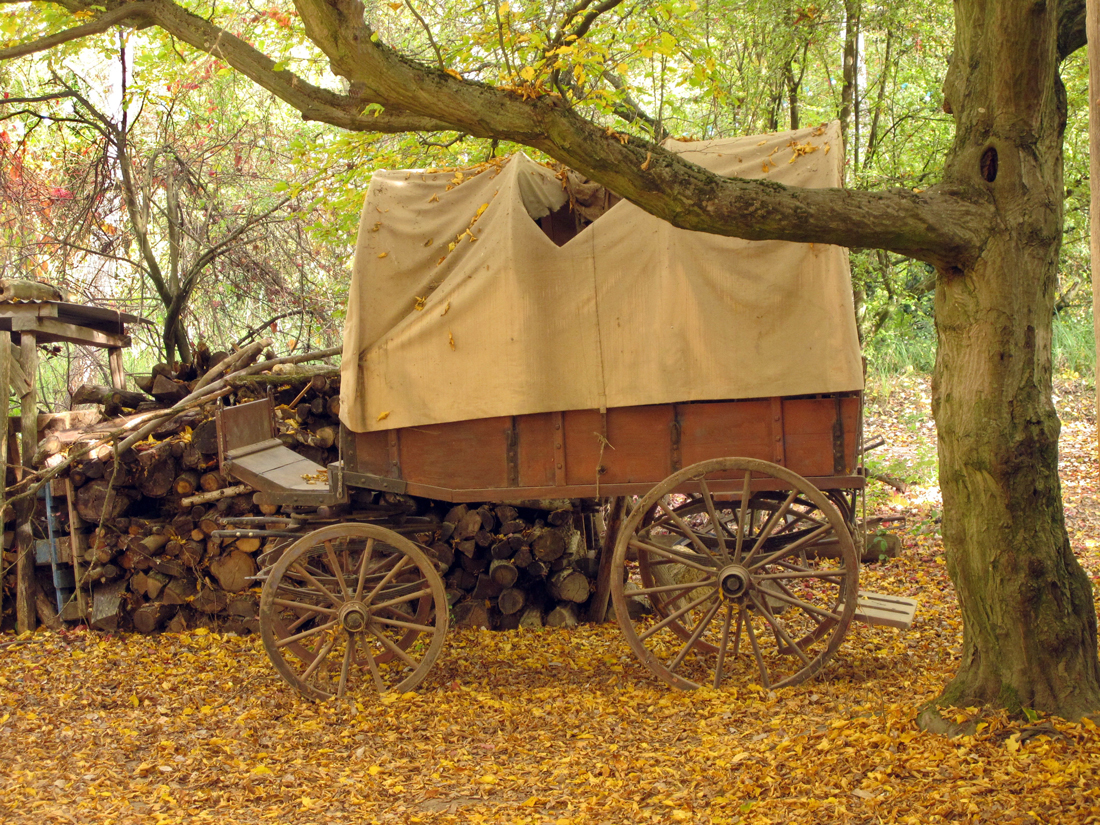 A covered wagon under a tree in Autumn